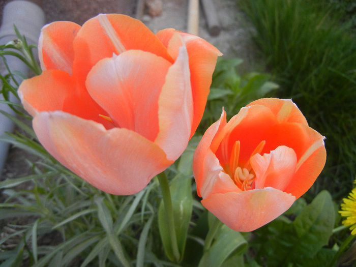 Tulipa Menton (2013, April 26) - Tulipa Menton