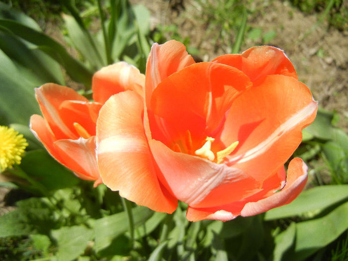 Tulipa Menton (2013, April 26)