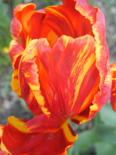 Bright Parrot_TBV tulip (2013, April 22) - Bright Parrot TBV tulip