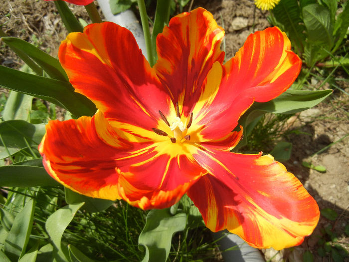 Bright Parrot_TBV tulip (2013, April 23) - Bright Parrot TBV tulip