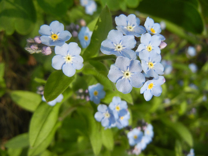 Myosotis alpestris (2013, April 21)