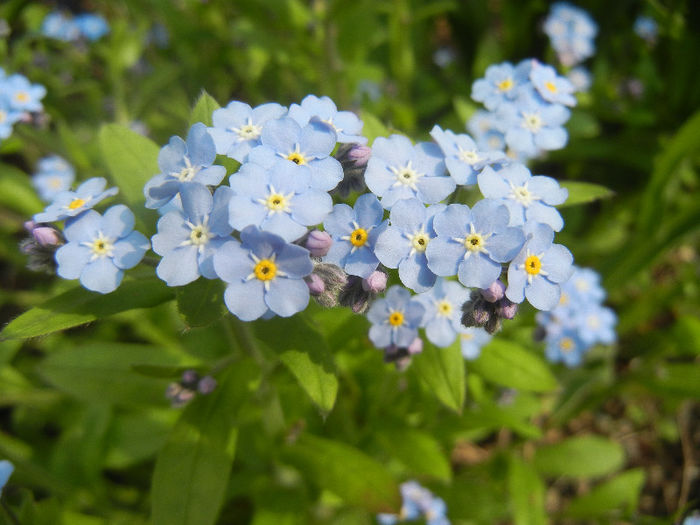 Myosotis alpestris (2013, April 21) - MYOSOTIS Alpestris