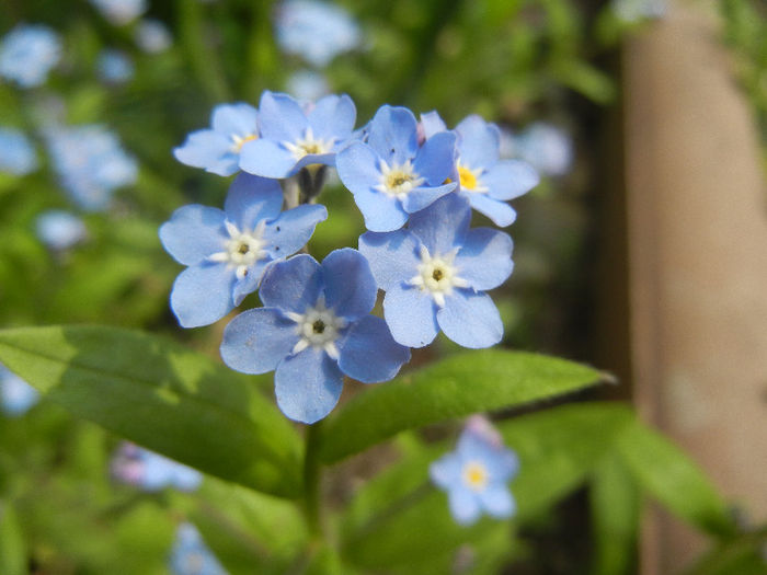 Myosotis alpestris (2013, April 21) - MYOSOTIS Alpestris