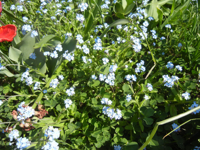 Myosotis alpestris (2013, April 24) - MYOSOTIS Alpestris