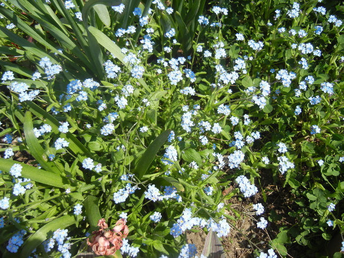 Myosotis alpestris (2013, April 24) - MYOSOTIS Alpestris