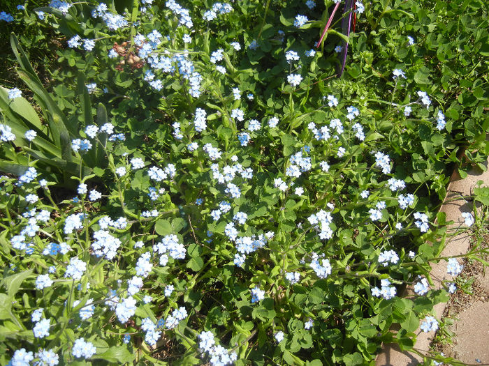 Myosotis alpestris (2013, April 24) - MYOSOTIS Alpestris