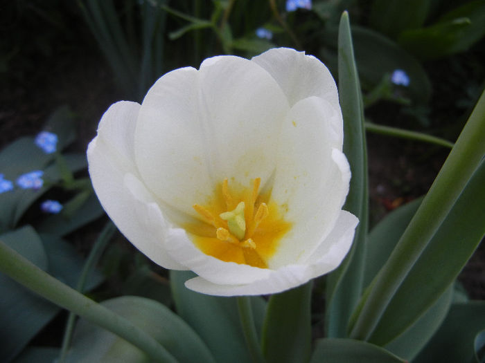 Tulipa Antarctica (2013, April 25)