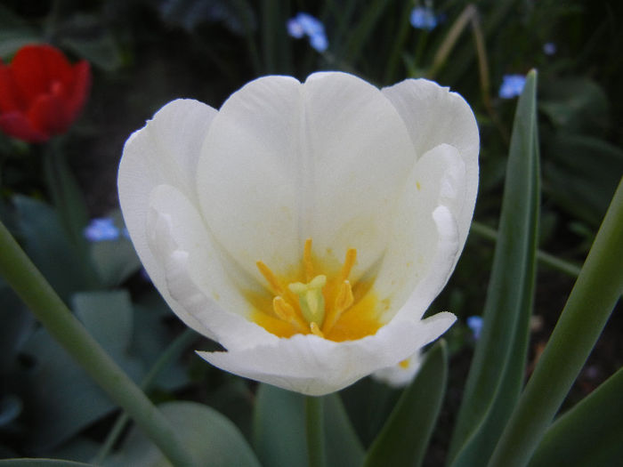 Tulipa Antarctica (2013, April 25) - Tulipa Antarctica