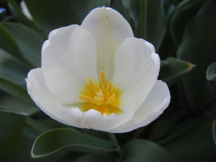 Tulipa Antarctica (2013, April 25) - Tulipa Antarctica