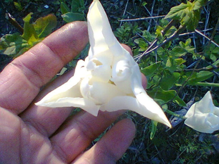 Fotogr.0989
