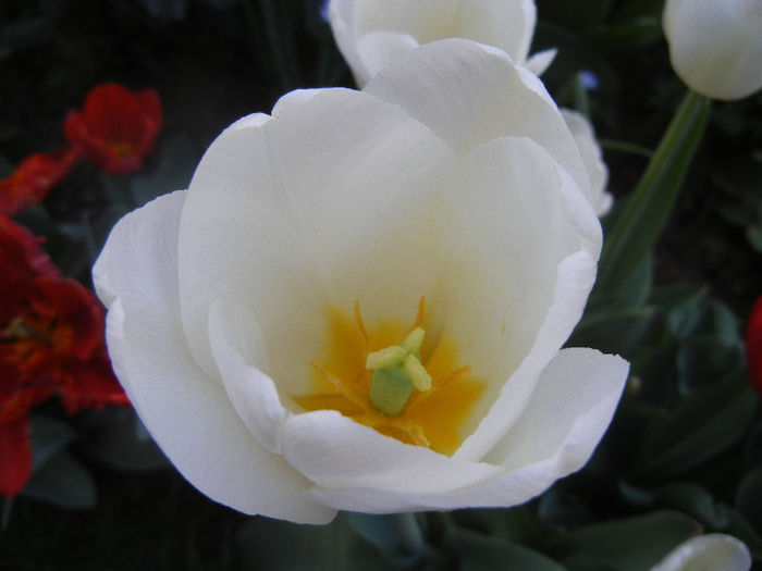 Tulipa Antarctica (2013, April 25)