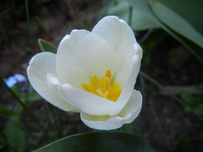 Tulipa Antarctica (2013, April 25) - Tulipa Antarctica