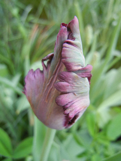 Tulipa Black Parrot (2013, April 25)