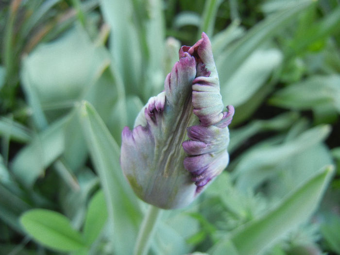 Tulipa Black Parrot (2013, April 25) - Tulipa Black Parrot