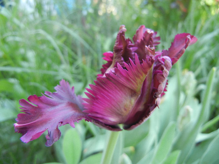 Tulipa Black Parrot (2013, April 26)