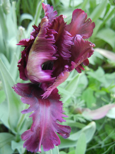 Tulipa Black Parrot (2013, April 26) - Tulipa Black Parrot