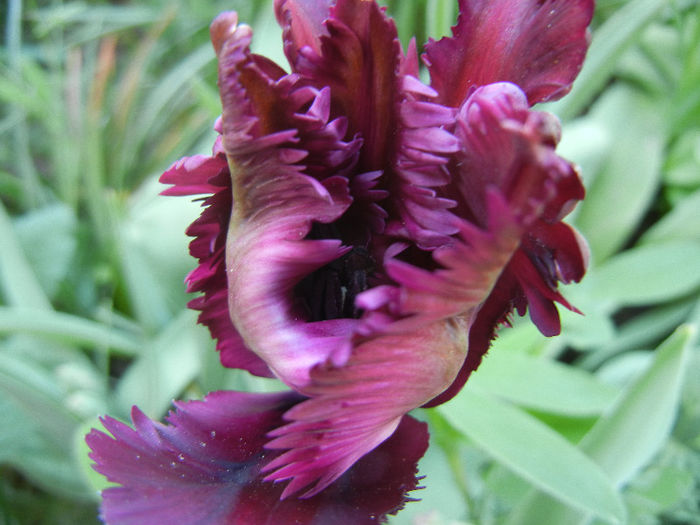 Tulipa Black Parrot (2013, April 26) - Tulipa Black Parrot