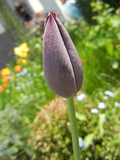 Tulipa Queen of Night (2013, April 23) Tulipa Queen of Night (2013, April 23)