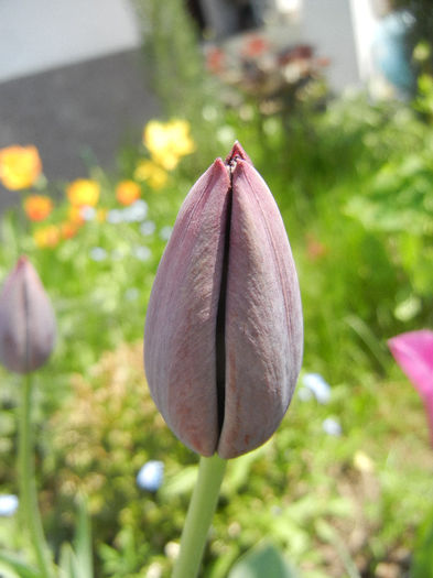 Tulipa Queen of Night (2013, April 23) Tulipa Queen of Night (2013, April 23)