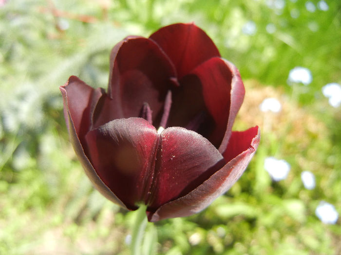 Tulipa Queen of Night (2013, April 24) Tulipa Queen of Night (2013, April 24)