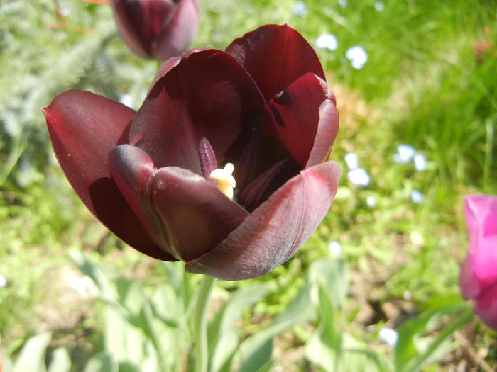 Tulipa Queen of Night (2013, April 24) Tulipa Queen of Night (2013, April 24)