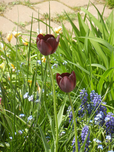 Tulipa Queen of Night (2013, April 24) Tulipa Queen of Night (2013, April 24)