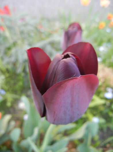 Tulipa Queen of Night (2013, April 25) Tulipa Queen of Night (2013, April 25)