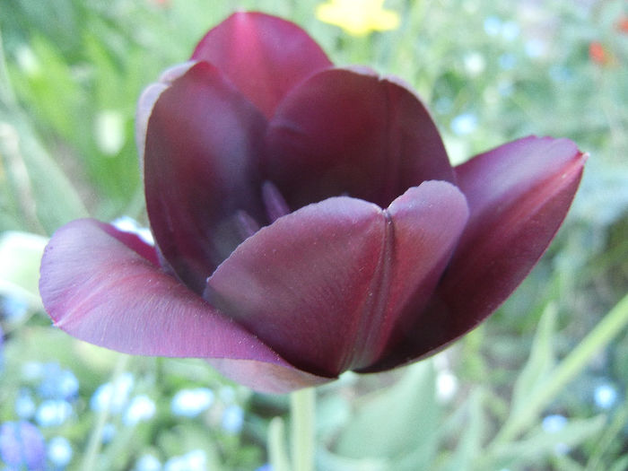 Tulipa Queen of Night (2013, April 25) Tulipa Queen of Night (2013, April 25)