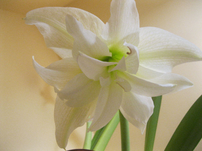 a.white - Amaryllis-12-13