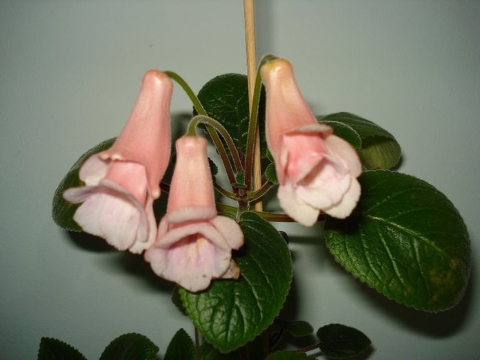 DSC06619 - FLORI 2013