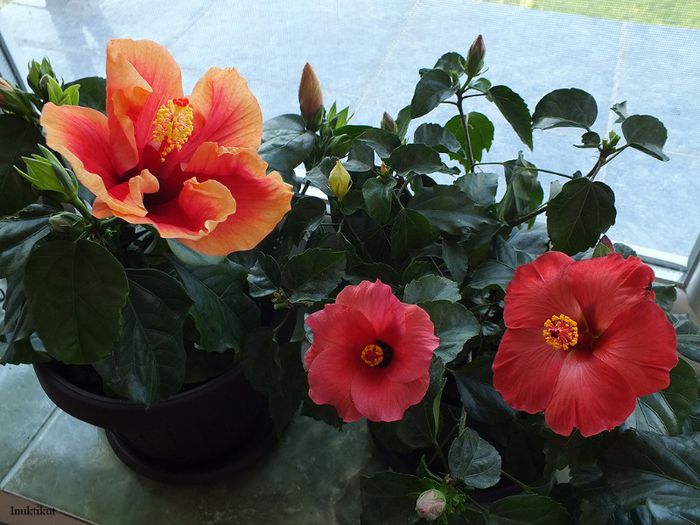 grup hibiscusi; Hibiscus Tivoli (stg), Cairo Red (centru) si Wela Red (drt)
