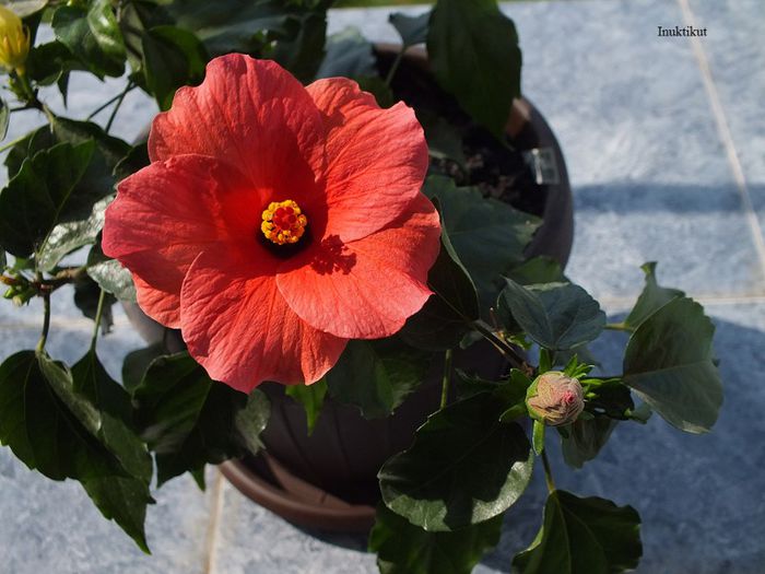 hibiscus Cairo Red