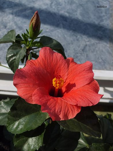 hibiscus Cairo Red1