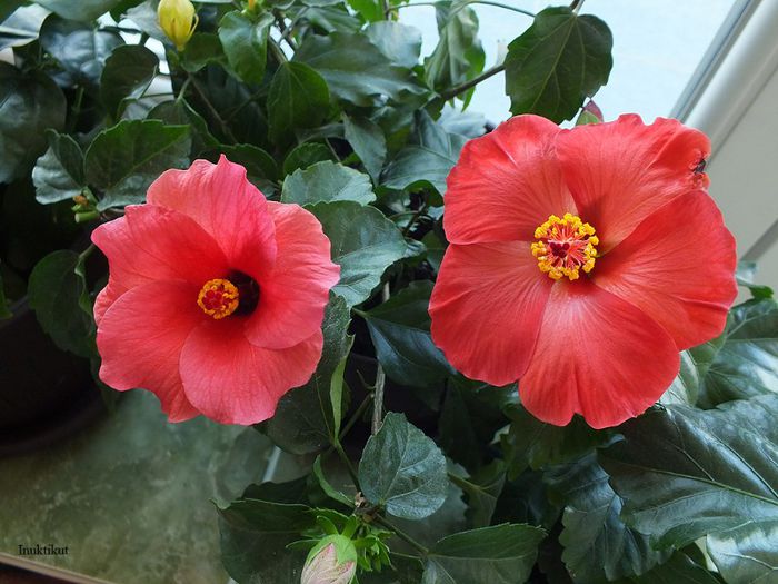 hibiscus Cairo Red si Wela Red1 - Hibiscus 2013