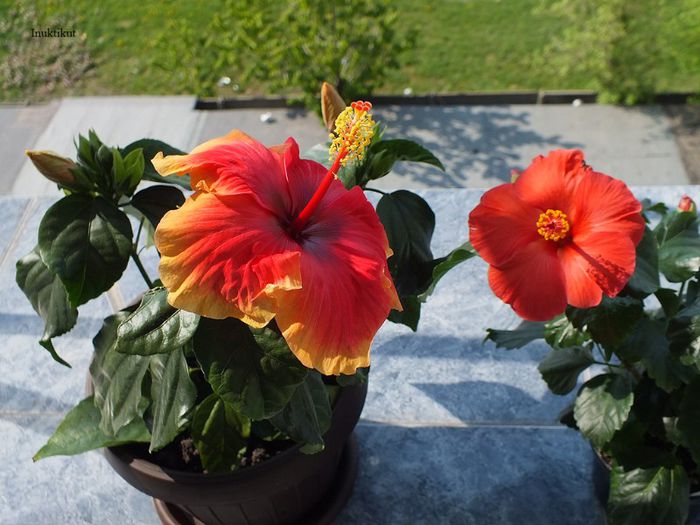 hibiscus Tivoli si Wela Red