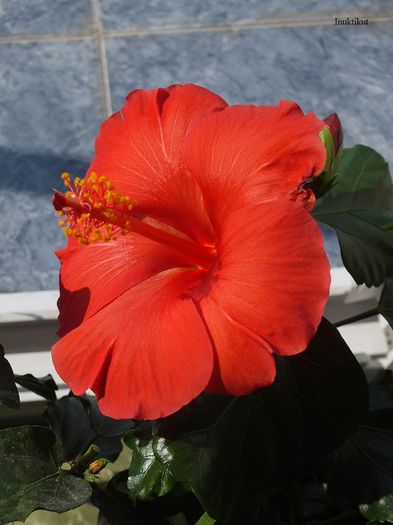 hibiscus Wela Red1