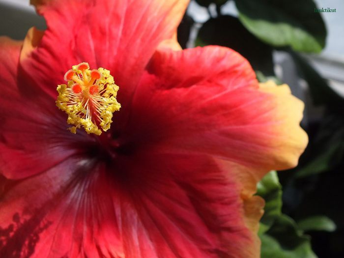 hibi Tivoli - Hibiscus 2013