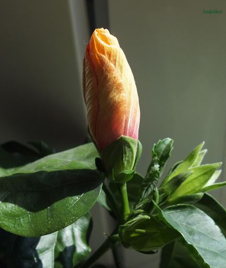 boboc hibiscus Tivoli