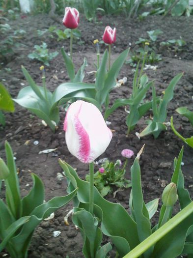 IMG292 - flori  2013