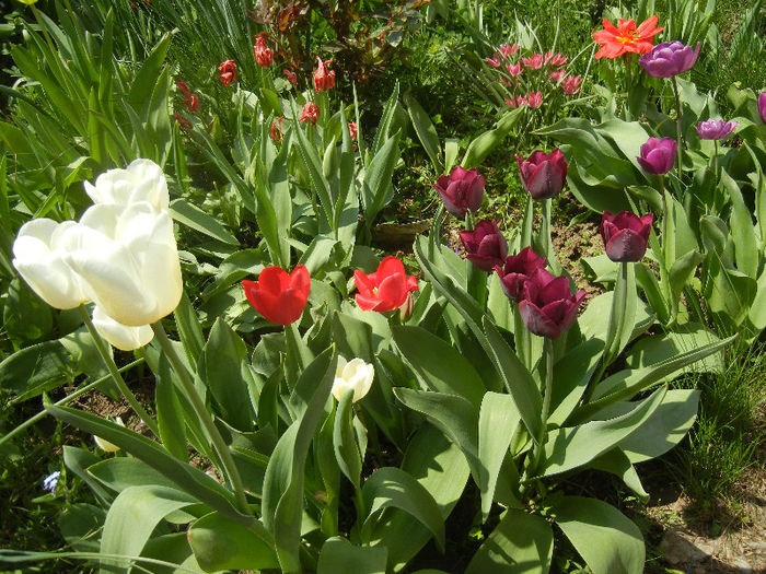 Tulips (2013, April 23) - LALELE_TULIP CLASSES