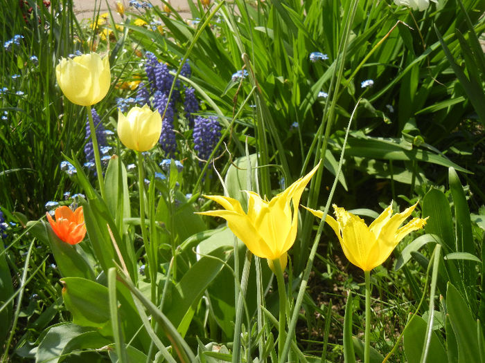 Tulips (2013, April 23) - LALELE_TULIP CLASSES