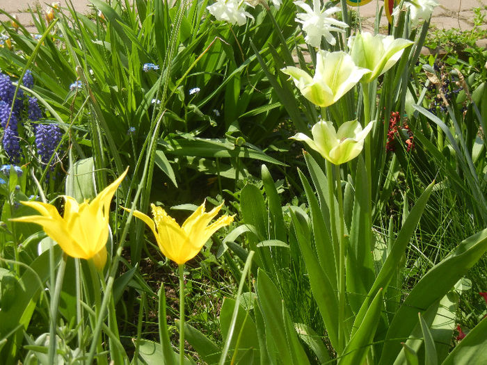 Tulips (2013, April 23) - LALELE_TULIP CLASSES