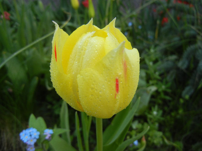 Tulipa La Courtine (2013, April 22) - Tulipa La Courtine