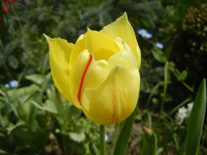 Tulipa La Courtine (2013, April 23)