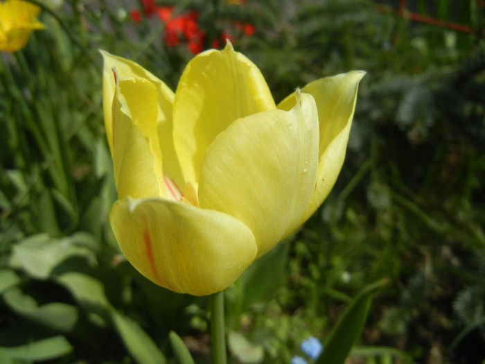 Tulipa La Courtine (2013, April 24) - Tulipa La Courtine