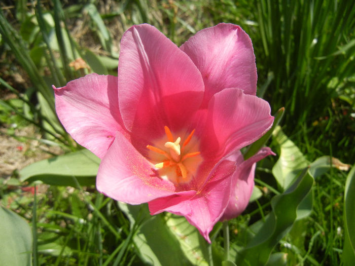 Tulipa Maytime (2013, April 22)