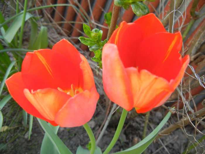 Tulipa Orange Bouquet (2013, April 24)