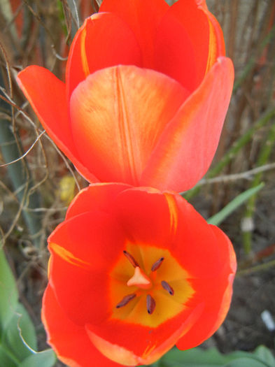 Tulipa Orange Bouquet (2013, April 24) - Tulipa Orange Bouquet