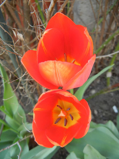 Tulipa Orange Bouquet (2013, April 24)