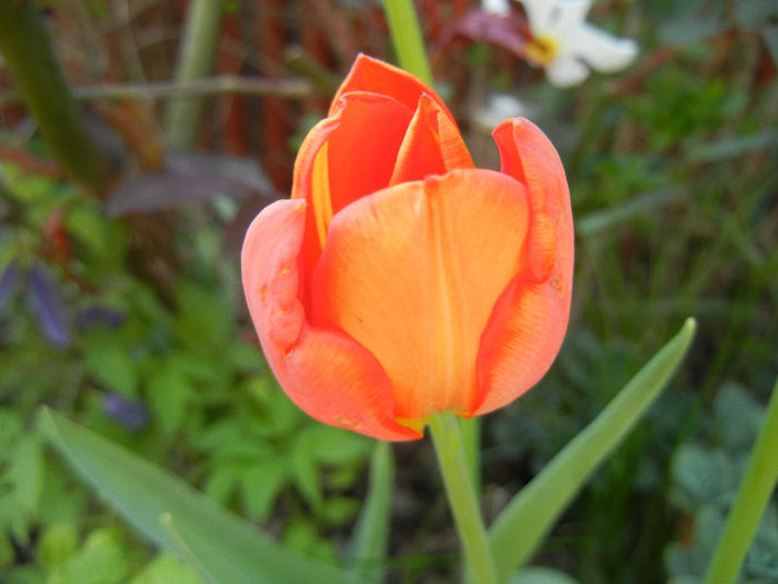Tulipa Orange Bouquet (2013, April 24) - Tulipa Orange Bouquet